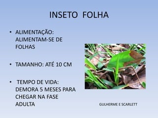 INSETO FOLHA
• ALIMENTAÇÃO:
ALIMENTAM-SE DE
FOLHAS
• TAMANHO: ATÉ 10 CM
• TEMPO DE VIDA:
DEMORA 5 MESES PARA
CHEGAR NA FASE
ADULTA

GULHERME E SCARLETT

 