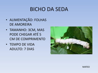 BICHO DA SEDA
• ALIMENTAÇÃO: FOLHAS
DE AMOREIRA
• TAMANHO: 3CM, MAS
PODE CHEGAR ATÉ 5
CM DE COMPRIMENTO
• TEMPO DE VIDA
ADULTO: 7 DIAS

MATEO

 