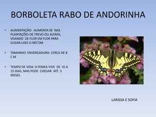 BORBOLETA RABO DE ANDORINHA
•

ALIMENTAÇÃO: ALIMENTA-SE NAS
PLANTAÇÕES DE TREVO OU ALFAFA,
VOANDO DE FLOR EM FLOR PARA
SUGAR-LHES O NÉCTAR

•

TAMANHO: ENVERGADURA: CERCA DE 8
CM

•

TEMPO DE VIDA: A FEMEA VIVE DE IO A
15 DIAS, MAS PODE CHEGAR ATÉ 3
MESES.

LARISSA E SOFIA

 