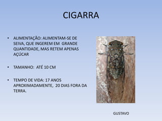 CIGARRA
• ALIMENTAÇÃO: ALIMENTAM-SE DE
SEIVA, QUE INGEREM EM GRANDE
QUANTIDADE, MAS RETEM APENAS
AÇÚCAR
• TAMANHO: ATÉ 10 CM
• TEMPO DE VIDA: 17 ANOS
APROXIMADAMENTE, 20 DIAS FORA DA
TERRA.

GUSTAVO

 