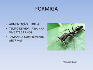 FORMIGA
• ALIMENTAÇÃO: FOLHA
• TEMPO DE VIDA: A RAINHA
VIVE ATÉ 17 ANOS
• TAMANHO: COMPRIMENTO
ATÉ 7 MM

RAFAEL E DAVI

 