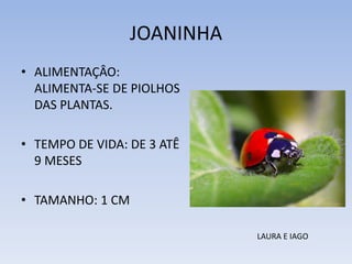 JOANINHA
• ALIMENTAÇÂO:
ALIMENTA-SE DE PIOLHOS
DAS PLANTAS.
• TEMPO DE VIDA: DE 3 ATÊ
9 MESES
• TAMANHO: 1 CM
LAURA E IAGO

 