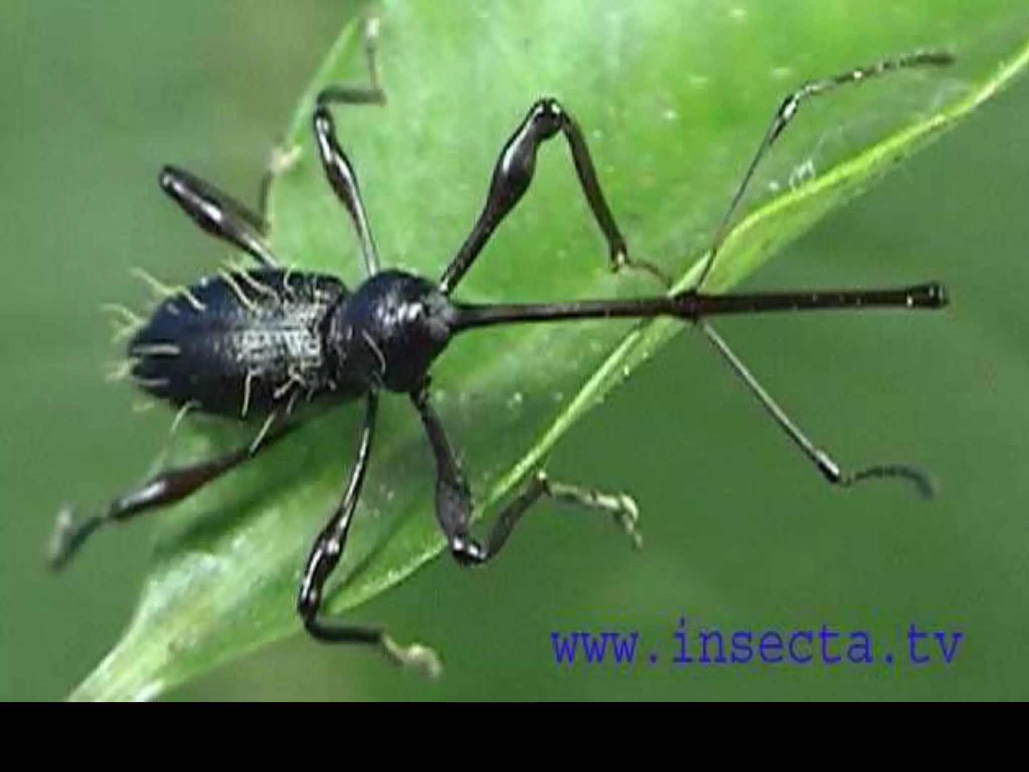 Petos Insectos Insetos - Fotos de Insetos | PPSX