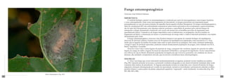 Fungo entomopatogênico
                                      Nomuraea rileyi (Farlow) Samson

                                      Importância
                                      	   O controle biológico natural via entomopatógenos é realizado por meio de microrganismos como fungos, bactérias
                                      e vírus, principalmente. Entre esses microrganismos de biocontrole, os fungos preenchem um importante papel,
                                      principalmente no caso de insetos dotados de aparelho bucal sugador (Ordem Hemiptera). Os fungos entomopatogênicos,
                                      além de constituírem 80% das enfermidades responsáveis pelos surtos epizoóticos dos ecossistemas e agroecossistemas,
                                      são de mais fácil disseminação, pois algumas espécies possuem a capacidade de penetrar pela cutícula íntegra de
                                      artrópodes e atingir diretamente a hemocele; isso ocorre até mesmo em cochonilhas providas de tegumento mais
                                      queratinizado (duro). Tratando-se de fungos imperfeitos como os hifomicetos, os propágulos viáveis (conídios ou
                                      fragmentos de hifas), a colonização do inseto e a exteriorização do fungo sobre o cadáver infectado permitem a sua rápida
                                      disseminação pelo vento.
                                      	   O fungo entomopatogênico Nomuraea rileyi (Farlow) Samson é um agente de controle biológico de lepidópteros
                                      (nocivos) de diversas culturas. Existem cerca de 30 espécies de lepidópteros já registrados como suscetíveis a N. rileyi,
                                      sendo que as lagartas da família Noctuidae estão entre as mais sensíveis ao patógeno. Sob certas condições ambientais,
                                      o fungo é capaz de produzir epizootias, podendo reduzir drasticamente populações de pragas, como relatado nos EUA,
                                      Brasil, Argentina e Austrália.
                                      	    Nomuraea rileyi é ativo contra lagarta da panícula de sorgo, curuquerê das crucíferas, lagarta do cartucho do milho,
                                      lagarta da espiga do milho e lagarta-da-maçã-do-algodoeiro (Heliothis) e curuquerê-do-algodoeiro. Ocorre naturalmente
                                      em cultivos de soja no Brasil, dizimando populações da lagarta-da-soja Anticarsia gemmatalis, em condições de chuvas
                                      intensas, alta umidade e temperatura elevada, que favorecem a incidência desse entomopatógeno.

                                      Descrição
                                      	   N. rileyi é um fungo que ocorre infectando predominantemente as lagartas, podendo ocorrer também em adultos
                                      (Fig. 001). Quando presente na lavoura, e possuindo condições adequadas ao seu desenvolvimento (umidade alta), pode
                                      ocasionar altos índices de parasitismo. As lagartas parasitadas tornam-se enrijecidas com o desenvolvimento do fungo,
                                      adquirem coloração esbranquiçada por ocasião da esporulação, tornam-se esverdeadas e permanecem aderidas a folhas,
                                      pecíolos foliares e outras partes da planta, adquirindo aparência “engessada”, sendo facilmente reconhecidas (Fig. 002,
                                      003, 004, 005 e 006).
      Outros Hymenoptera (Fig. 010)
198                                                                                                                                                               199
 