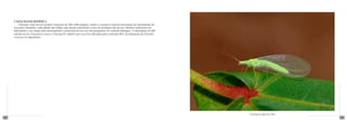Capacidade benéfica
      	    Durante a fase larval, podem consumir de 100 a 600 pulgões, sendo o consumo variável em função da intensidade de
      honeydew (melado) e pilosidade das folhas, que atuam reduzindo a taxa de predação das larvas. Estudos realizados em
      laboratório e no campo têm demonstrado o potencial de seu uso em programas de controle biológico. A densidade de 420
      mil larvas de Chrysoperla carnea e Chrysoperla rufilabris por acre foi suficiente para controlar 88% da infestação de Heliothis
      virescens no algodoeiro.




                                                                                                                                        Chrysoperla spp (Fig. 001)
118                                                                                                                                                                  119
 