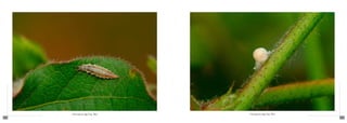 Chrysoperla spp (Fig. 004)   Chrysoperla spp (Fig. 005)
122                                                             123
 