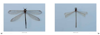 Libélula (Fig. 008)   Libélula (Fig. 009)
138                                               139
 