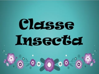 Classe
Insecta
 