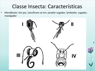 Classe Insecta: Características
• Mandíbulas: Um par, classificam-se em: picador-sugador, lambedor, sugador,
mastigador
 
