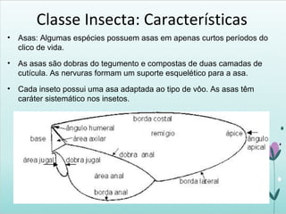 Classe Insecta: Características
• Asas: Algumas espécies possuem asas em apenas curtos períodos do
clico de vida.
• As asas são dobras do tegumento e compostas de duas camadas de
cutícula. As nervuras formam um suporte esquelético para a asa.
• Cada inseto possui uma asa adaptada ao tipo de vôo. As asas têm
caráter sistemático nos insetos.
 