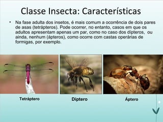 Classe Insecta: Características
• Na fase adulta dos insetos, é mais comum a ocorrência de dois pares
de asas (tetrápteros). Pode ocorrer, no entanto, casos em que os
adultos apresentam apenas um par, como no caso dos dípteros, ou
ainda, nenhum (ápteros), como ocorre com castas operárias de
formigas, por exemplo.
Tetráptero Díptero Áptero
 