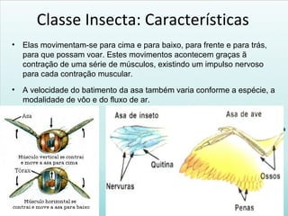 Classe Insecta: Características
• Elas movimentam-se para cima e para baixo, para frente e para trás,
para que possam voar. Estes movimentos acontecem graças ã
contração de uma série de músculos, existindo um impulso nervoso
para cada contração muscular.
• A velocidade do batimento da asa também varia conforme a espécie, a
modalidade de vôo e do fluxo de ar.
 