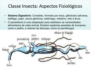 Classe Insecta: Aspectos Fisiológicos
• Sistema Digestório: Completo, formado por boca, glândulas salivares,
esôfago, papo, cecos gástricos, estômago, intestino, reto e ânus.
• O parasitismo é uma adaptação para satisfazer as necessidades
alimentares de cada animal. Existem espécies parasitas de humanos,
como o piolho, e vetores de doenças, como os pernilongos.
 
