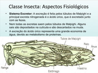 Classe Insecta: Aspectos Fisiológicos
• Sistema Excretor: A excreção é feita pelos túbulos de Malpighi e a
principal excreta nitrogenada é o ácido úrico, que é excretado junto
com as fezes.
• Nem todas as excretas saem pelos túbulos de Malpighi. Alguns
sais são depositados na cutícula e são descartados na muda.
• A excreção do ácido úrico representa uma grande economia de
água, devido ao metabolismo de proteínas.
 