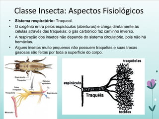 Classe Insecta: Aspectos Fisiológicos
• Sistema respiratório: Traqueal.
• O oxigênio entra pelos espiráculos (aberturas) e chega diretamente às
células através das traquéias; o gás carbônico faz caminho inverso.
• A respiração dos insetos não depende do sistema circulatório, pois não há
hemácias.
• Alguns insetos muito pequenos não possuem traquéias e suas trocas
gasosas são feitas por toda a superfície do corpo.
 