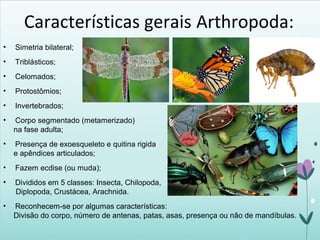 Características gerais Arthropoda:
• Simetria bilateral;
• Triblásticos;
• Celomados;
• Protostômios;
• Invertebrados;
• Corpo segmentado (metamerizado)
na fase adulta;
• Presença de exoesqueleto e quitina rigida
e apêndices articulados;
• Fazem ecdise (ou muda);
• Divididos em 5 classes: Insecta, Chilopoda,
Diplopoda, Crustácea, Arachnida.
• Reconhecem-se por algumas características:
Divisão do corpo, número de antenas, patas, asas, presença ou não de mandíbulas.
 