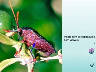 Inseto com os espiráculos
bem visíveis.
 