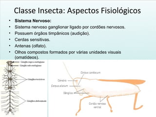 Classe Insecta: Aspectos Fisiológicos
• Sistema Nervoso:
• Sistema nervoso ganglionar ligado por cordões nervosos.
• Possuem órgãos timpânicos (audição).
• Cerdas sensitivas.
• Antenas (olfato).
• Olhos compostos formados por várias unidades visuais
(omatídeos).
 