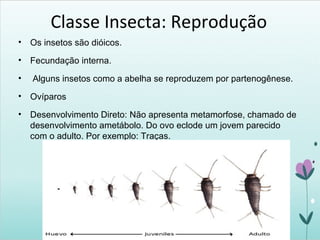 Classe Insecta: Reprodução
• Os insetos são dióicos.
• Fecundação interna.
• Alguns insetos como a abelha se reproduzem por partenogênese.
• Ovíparos
• Desenvolvimento Direto: Não apresenta metamorfose, chamado de
desenvolvimento ametábolo. Do ovo eclode um jovem parecido
com o adulto. Por exemplo: Traças.
 