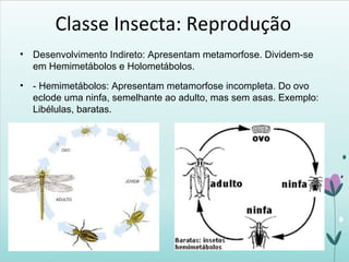 Classe Insecta: Reprodução
• Desenvolvimento Indireto: Apresentam metamorfose. Dividem-se
em Hemimetábolos e Holometábolos.
• - Hemimetábolos: Apresentam metamorfose incompleta. Do ovo
eclode uma ninfa, semelhante ao adulto, mas sem asas. Exemplo:
Libélulas, baratas.
 
