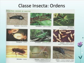 Classe Insecta: Ordens
 