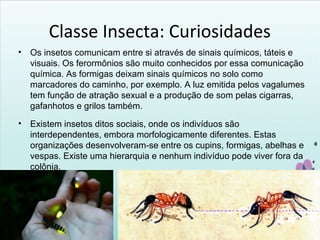 Classe Insecta: Curiosidades
• Os insetos comunicam entre si através de sinais químicos, táteis e
visuais. Os ferormônios são muito conhecidos por essa comunicação
química. As formigas deixam sinais químicos no solo como
marcadores do caminho, por exemplo. A luz emitida pelos vagalumes
tem função de atração sexual e a produção de som pelas cigarras,
gafanhotos e grilos também.
• Existem insetos ditos sociais, onde os indivíduos são
interdependentes, embora morfologicamente diferentes. Estas
organizações desenvolveram-se entre os cupins, formigas, abelhas e
vespas. Existe uma hierarquia e nenhum indivíduo pode viver fora da
colônia.
 