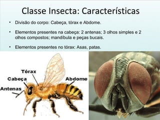 Classe Insecta: Características
• Divisão do corpo: Cabeça, tórax e Abdome.
• Elementos presentes na cabeça: 2 antenas; 3 olhos simples e 2
olhos compostos; mandíbula e peças bucais.
• Elementos presentes no tórax: Asas, patas.
 