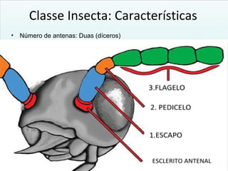 Classe Insecta: Características
• Número de antenas: Duas (díceros)
 