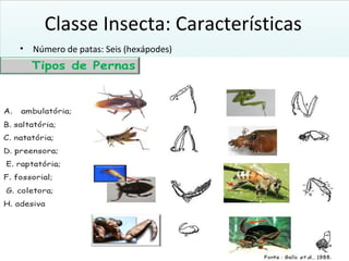 Classe Insecta: Características
• Número de patas: Seis (hexápodes)
 