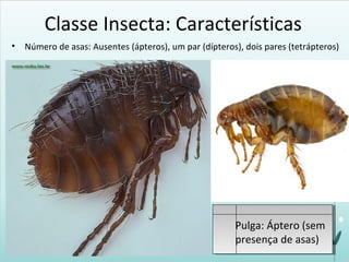 Classe Insecta: Características
• Número de asas: Ausentes (ápteros), um par (dípteros), dois pares (tetrápteros)
Pulga: Áptero (sem
presença de asas)
 