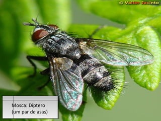 Mosca: Díptero
(um par de asas)
 