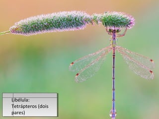 Libélula:
Tetrápteros (dois
pares)
 