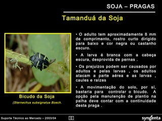 Suporte Técnico ao Mercado – 2003/04
SOJA – PRAGAS
Bicudo da Soja
(Sternechus subsignatus Boech.
• O adulto tem aproximadamente 8 mm
de comprimento, rostro curto dirigido
para baixo e cor negra ou castanho
escuro.
• A larva é branca com a cabeça
escura, desprovida de pernas .
• Os prejuizos podem ser causados por
adultos e pelas larvas , os adultos
atacam a parte aérea e as larvas ,
caules e raízes
• A movimentação do solo, por sí,
bastaria para controlar o bicudo. A
opção pela manutenção de plantio na
palha deve contar com a continuidade
desta praga .
Tamanduá da Soja
 