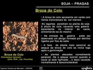 Suporte Técnico ao Mercado – 2003/04
SOJA – PRAGAS
Broca do Colo
Broca do Colo
Elamopalpus lignosellu
Zeller 1848 , Lep. Phycitidae
• A broca do colo apresenta cor verde com
listras transversais de cor marrom
•As lagartas penetram na planta de soja
à altura do colo, cavando uma galeria
ascendente no interior do caule,
alimentando-se do mesmo
• Na entrada da galeria pode ser
observado um abrigo formado por detritos
ligados por fios de seda
• A fase da planta mais sensível ao
ataque da broca do colo se inicia logo
após a germinação
• As plantas atacadas normalmente
perecem .Se o ataque ocorrer quando o
caule já está ligificado , o dano causado
normalmente é desconsiderável
 