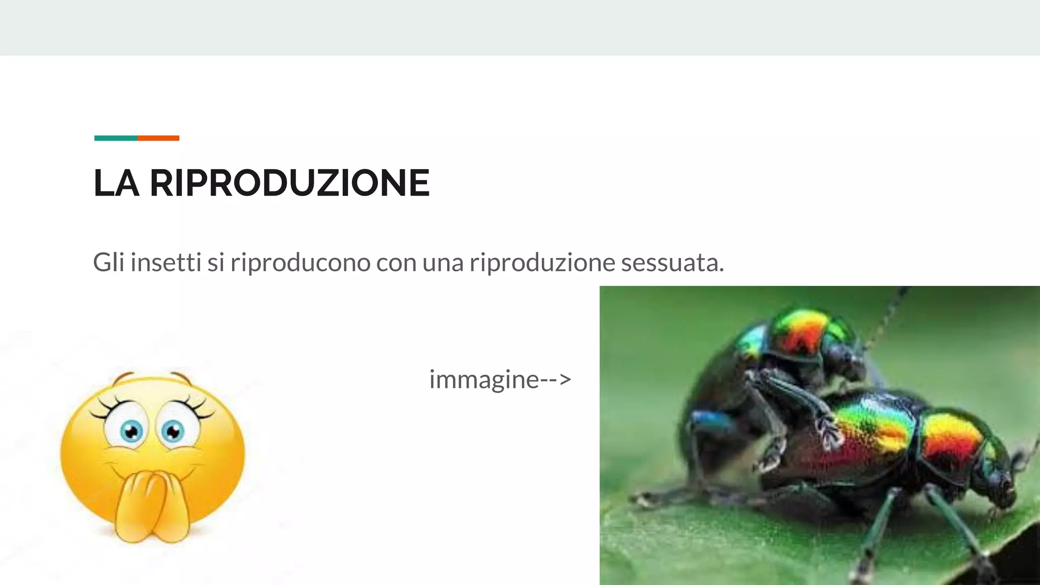 Teste Insetti Insetti | PDF