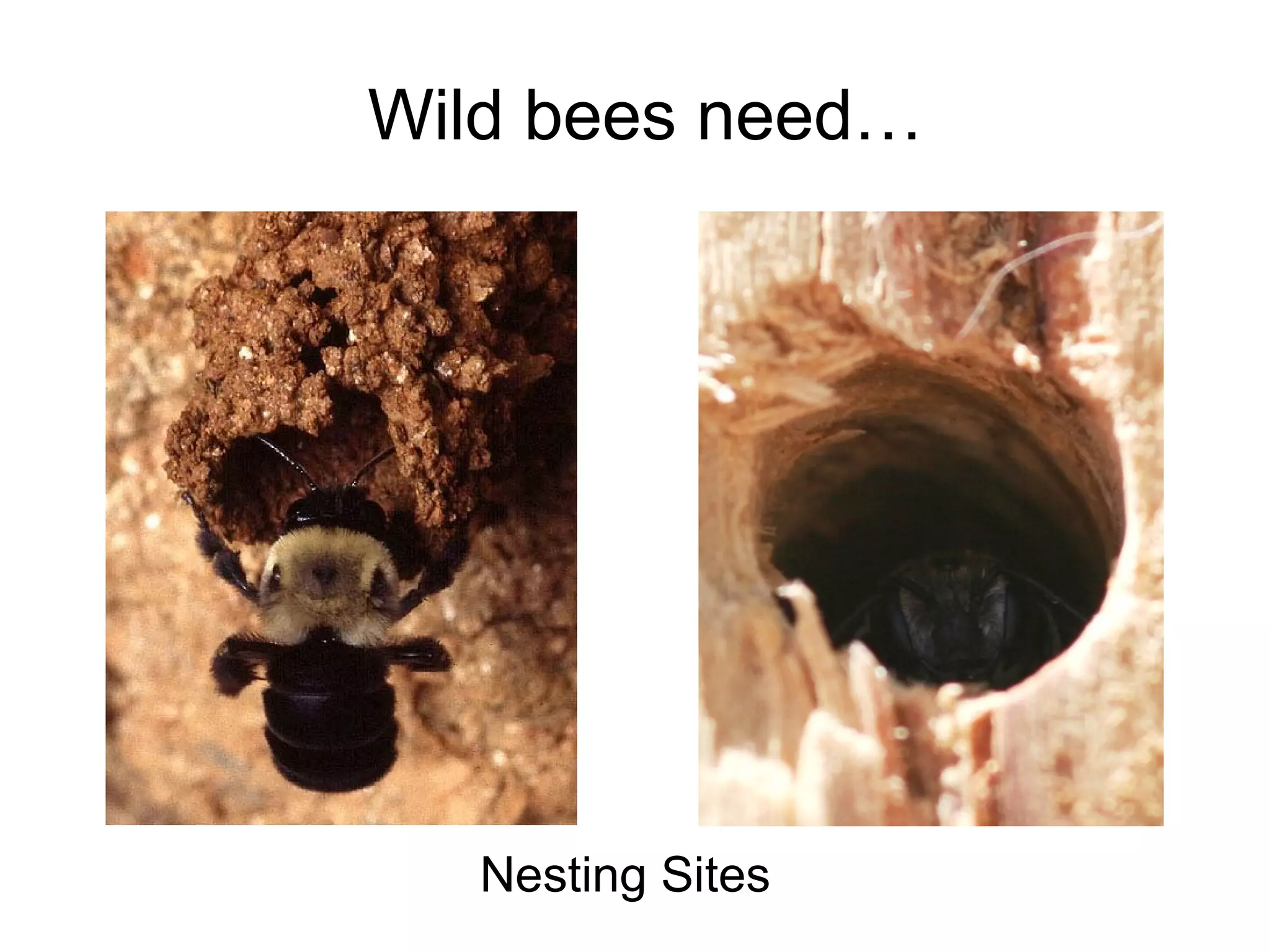 Wild bees need…
Nesting Sites
 