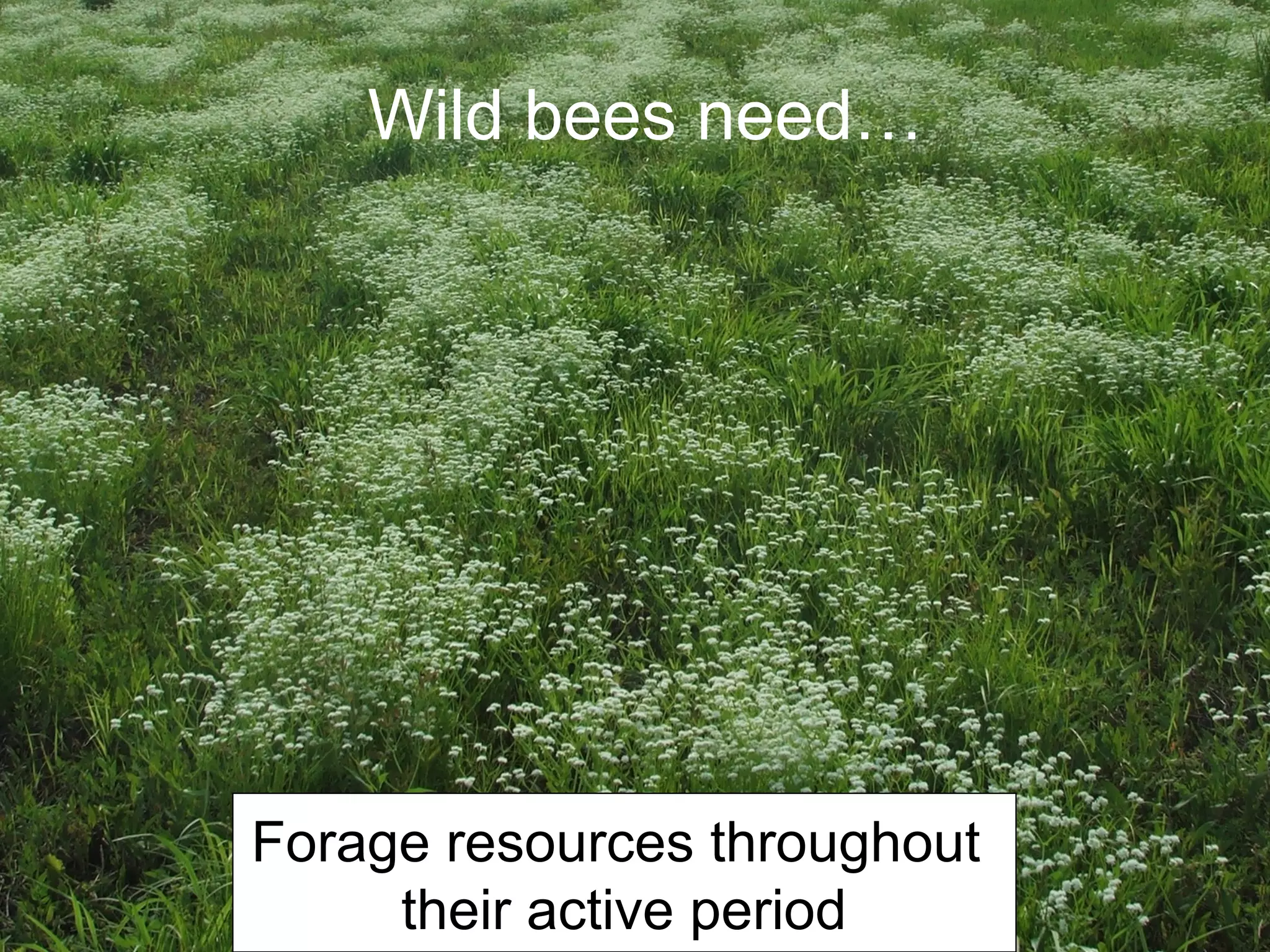 Forage resources throughout
their active period
Wild bees need…
 