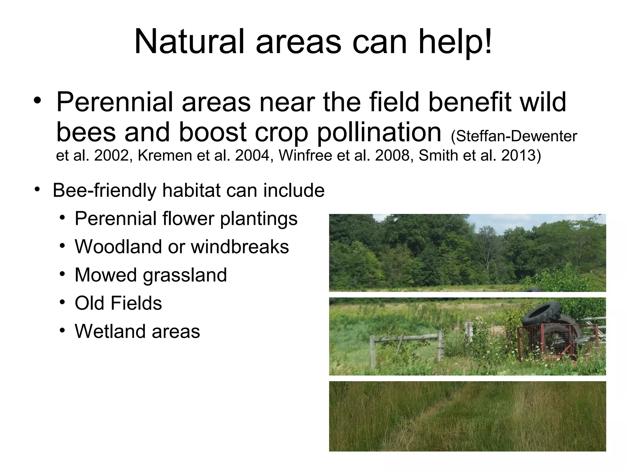 Natural areas can help!
• Perennial areas near the field benefit wild
bees and boost crop pollination (Steffan-Dewenter
et al. 2002, Kremen et al. 2004, Winfree et al. 2008, Smith et al. 2013)
• Bee-friendly habitat can
include
• Perennial flower
plantings
• Woodland or
windbreaks
• Mowed grassland
• Old Fields
• Wetland areas
 
