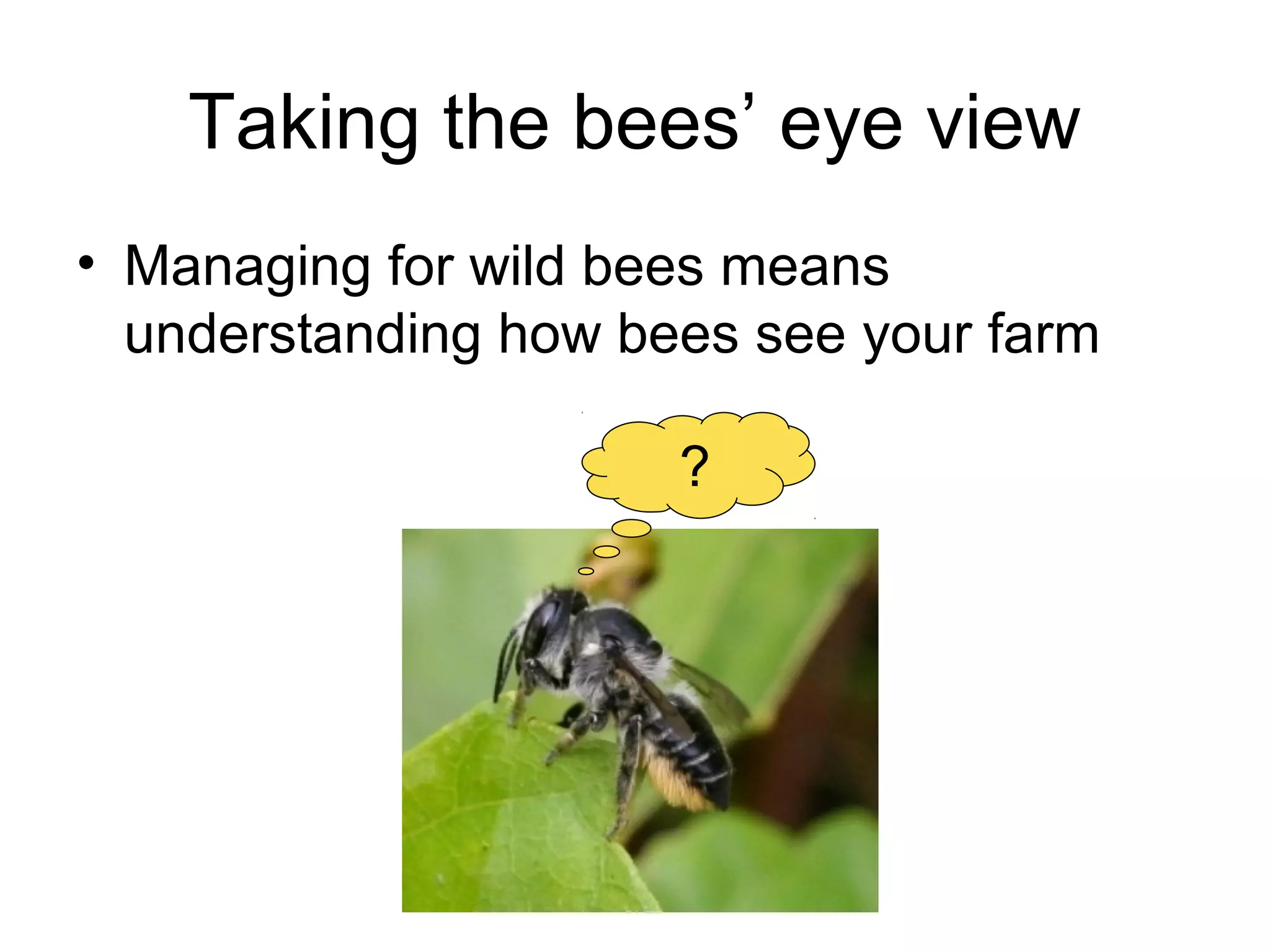Taking the bees’ eye view
• Managing for wild bees means
understanding how bees see your farm
?
 
