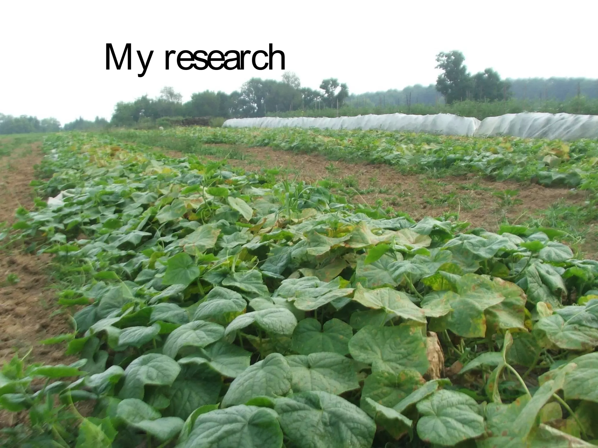 My research
 