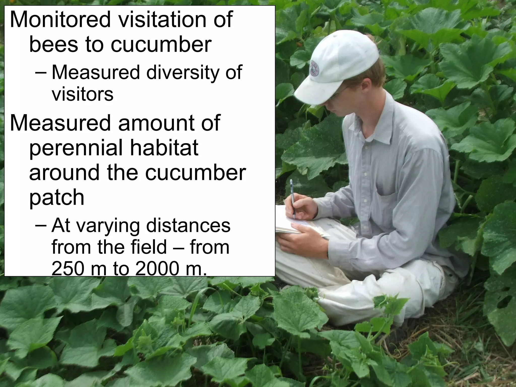 Monitored visitation of
bees to cucumber
– Measured diversity of
visitors
Measured amount of
perennial habitat around
the cucumber patch
– At varying distances
from the field – from
250 m to 2000 m.
 