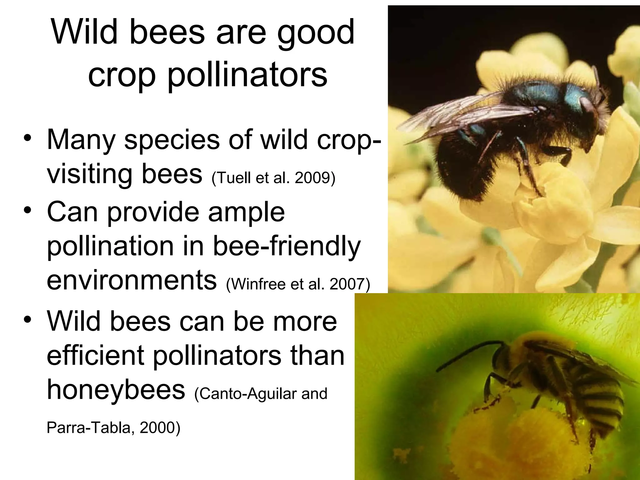 • Many species of wild crop-
visiting bees (Tuell et al. 2009)
• Can provide ample
pollination in bee-friendly
environments (Winfree et al. 2007)
• Wild bees can be more
efficient pollinators than
honeybees (Canto-Aguilar and
Parra-Tabla, 2000)
Wild bees are good
crop pollinators
 