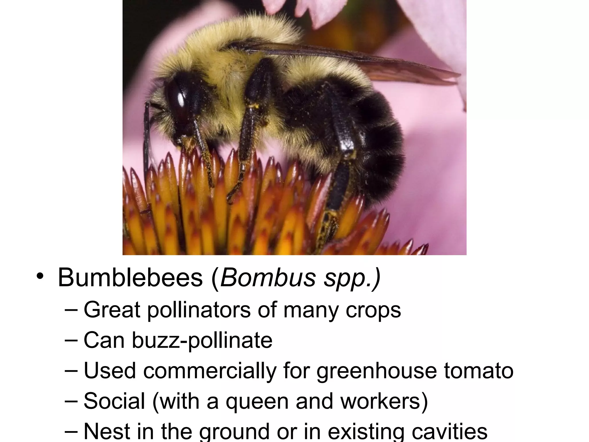 • Bumblebees (Bombus spp.)
– Great pollinators of many crops
– Can buzz-pollinate
– Used commercially for greenhouse tomato
– Social (with a queen and workers)
– Nest in the ground or in existing cavities
 