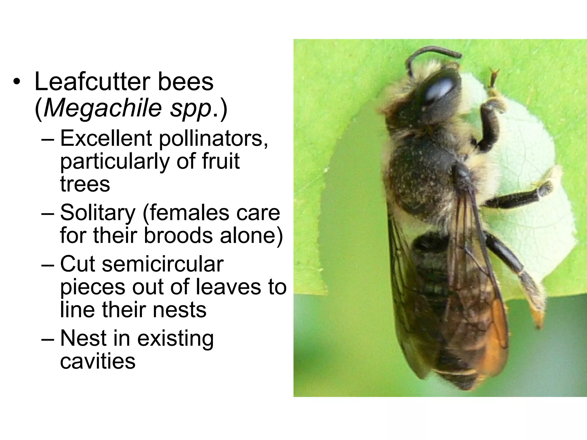 • Leafcutter bees
(Megachile spp.)
– Excellent pollinators,
particularly of fruit
trees
– Solitary (females care
for their broods alone)
– Cut semicircular
pieces out of leaves to
line their nests
– Nest in existing
cavities
 
