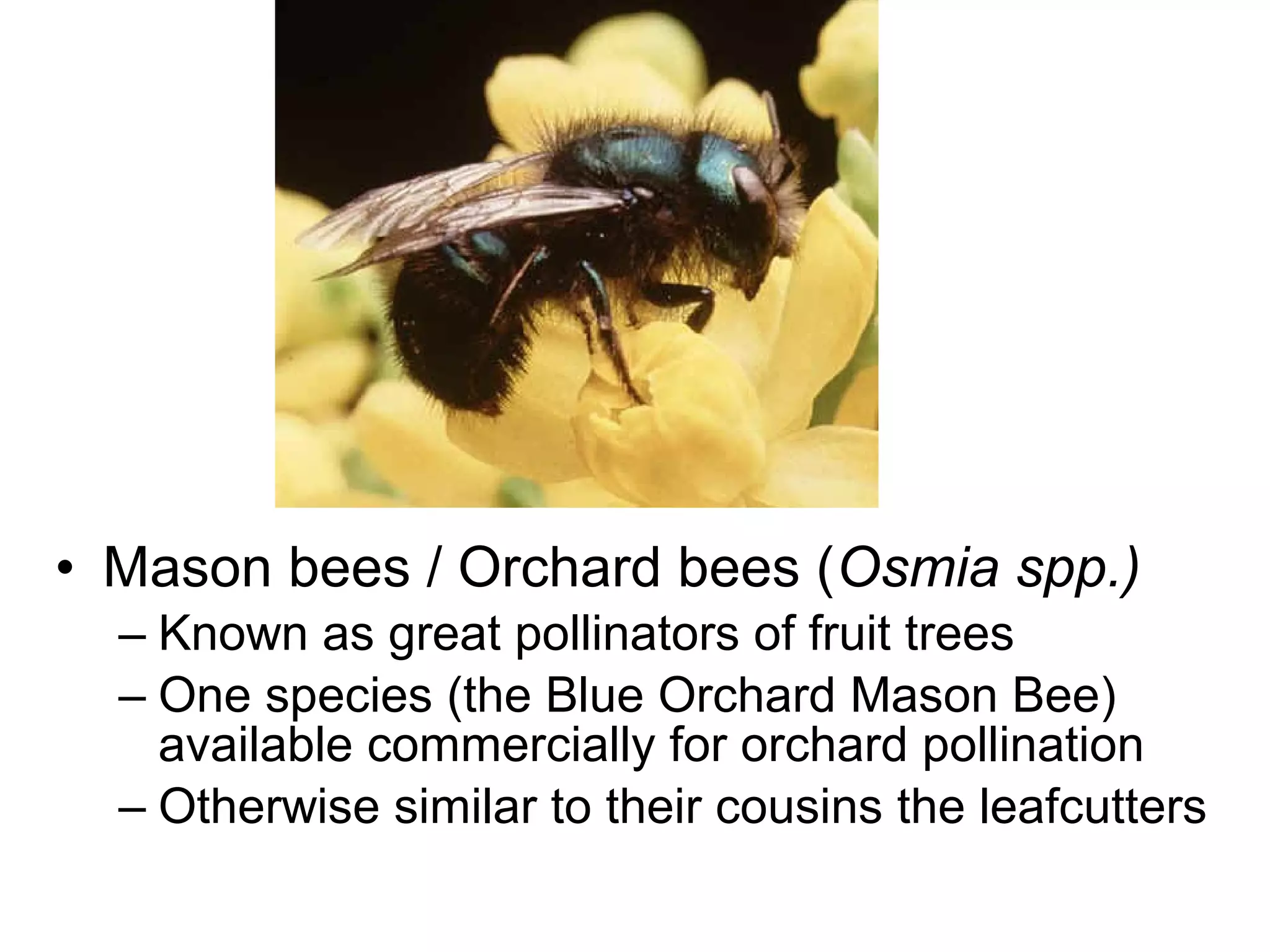 • Mason bees / Orchard bees (Osmia spp.)
– Known as great pollinators of fruit trees
– One species (the Blue Orchard Mason Bee)
available commercially for orchard pollination
– Otherwise similar to their cousins the leafcutters
 