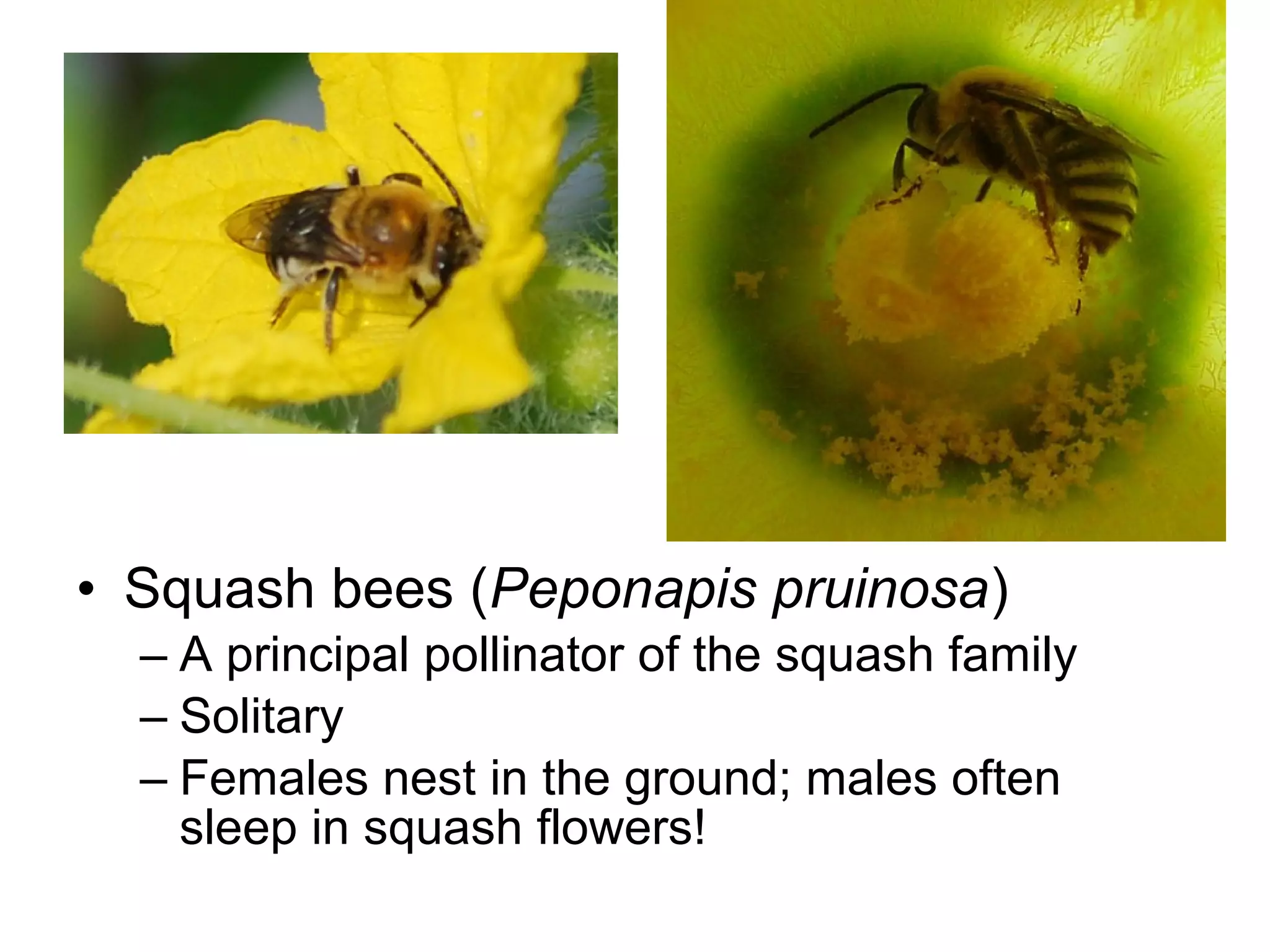 • Squash bees (Peponapis pruinosa)
– A principal pollinator of the squash family
– Solitary
– Females nest in the ground; males often
sleep in squash flowers!
 