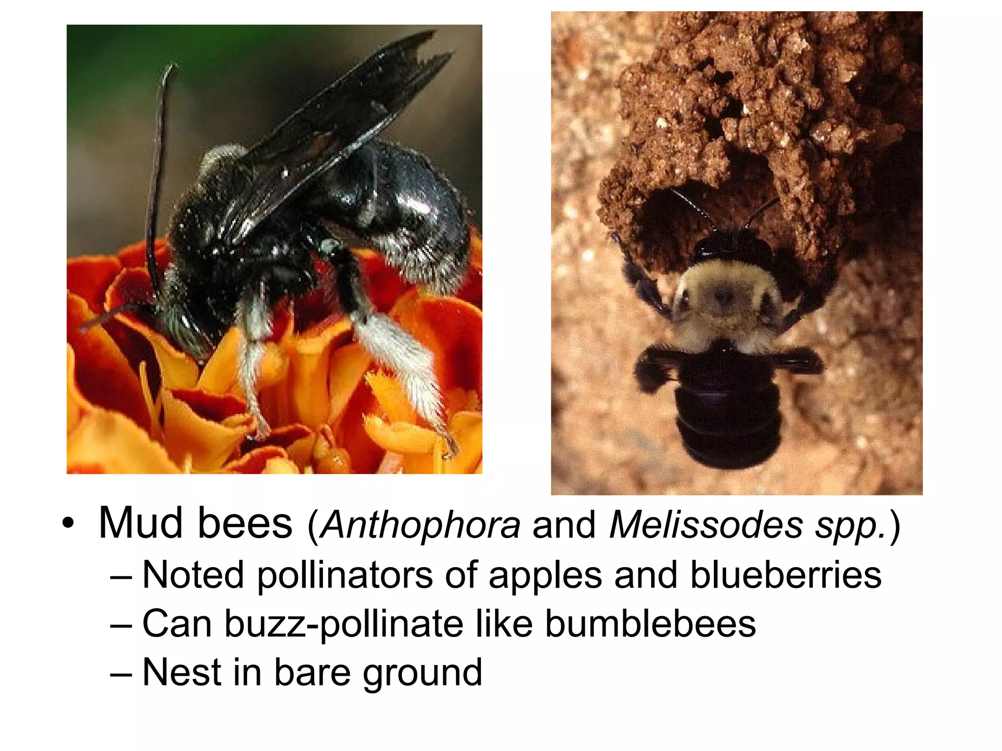 • Mud bees (Anthophora and Melissodes spp.)
– Noted pollinators of apples and blueberries
– Can buzz-pollinate like bumblebees
– Nest in bare ground
 