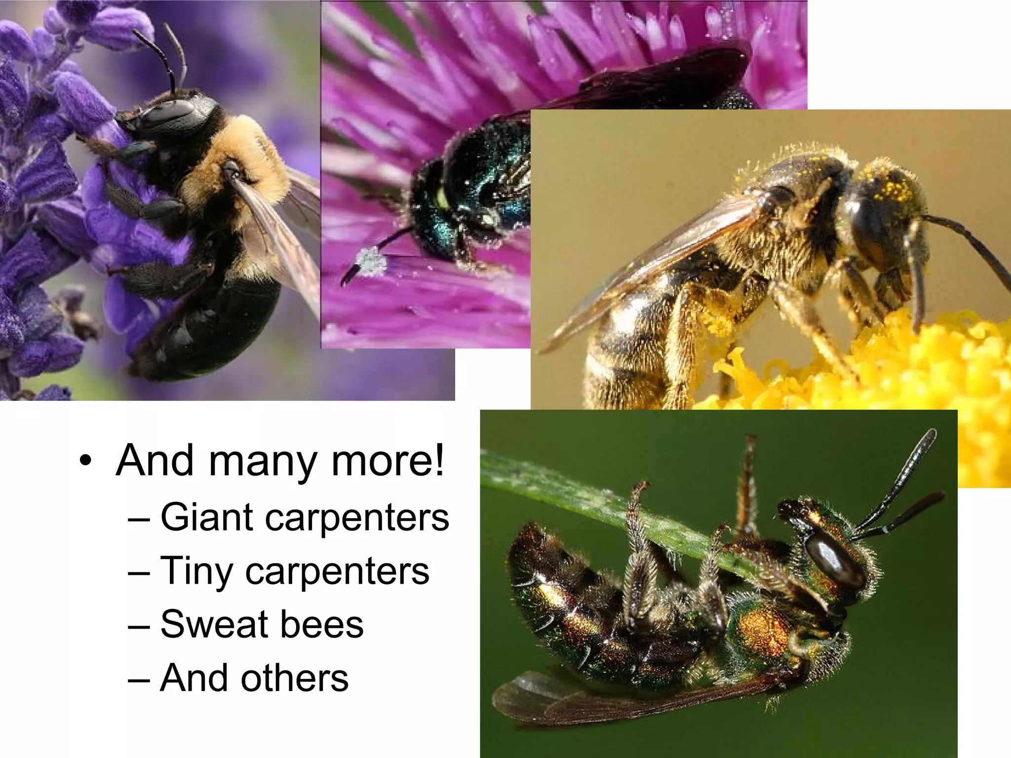 • And many more!
– Giant carpenters
– Tiny carpenters
– Sweat bees
– And others
 