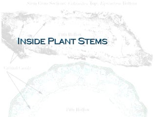 Inside Plant Stems 