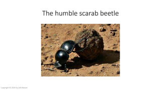 The humble scarab beetle
Copyright © 2016 by Zeb Mason
 